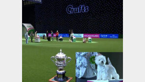 웨스티견, 26년만에 크러프츠 도그쇼 우승