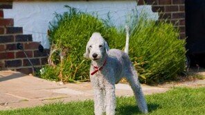 외면받는 사냥개들, ‘크러프츠’ 위기의 견공들