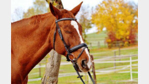 경기도, 말(馬) 보험료 50% 지원