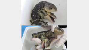 머리 둘 달린 도마뱀 태어나