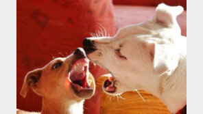 착한 개도 문다..‘당신 때문에’