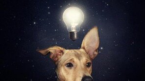 이 사진작가를 만나면 유기견도 스타