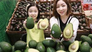 “1.5배 큰 아보카도가 나왔어요”