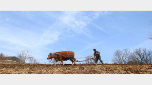 “이랴 이랴”… 봄 농사 준비 분주한 農心