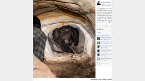 굴속에서 흑곰과 눈이 마주친 순간 ‘포착’