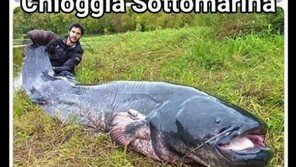 어마어마한 크기의 메기 잡혀 ‘화제’