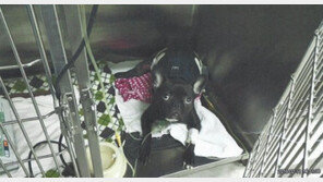 반려견 보험사기, 1200만원 꿀꺽