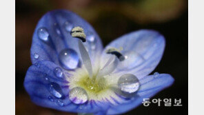 [Feeling]소중한 물방울 봄꽃, 생명을 머금다