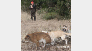 [토요스케치]전국서 탕탕탕… ‘멧돼지와의 전쟁’ 어디까지