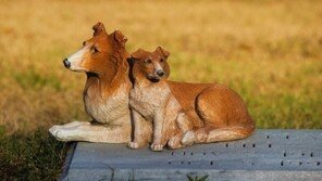 반려동물 죽음에 애도휴가 주는 美기업들