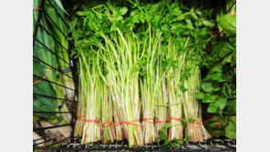 상큼한 미나리로 봄날 입맛 살려볼까 … 디톡스 기능도 탁월