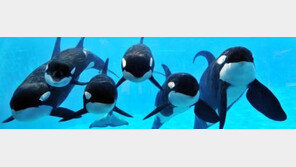 美씨월드, 범고래쇼 포기..`6년 논란 종지부`