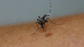 지카바이러스 한국인 감염자 첫 발생, 진료병원 신속히 공개…‘메르스 사태’ 때문?