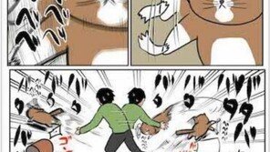 냥이 집사 100% 공감하는 폭소 인기만화