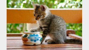 내 고양이는 오른발잡이? 왼발잡이?