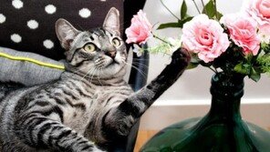 사람에겐 약, 고양이에겐 독!