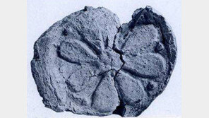 서울 강남 한복판에 백제 토성?