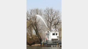 한강 밤섬 ‘봄 목욕’