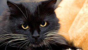 고양이에 흔한 편견 10가지