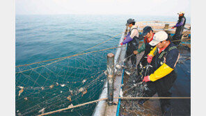 연평어장 봄철 꽃게 조업 28일부터 시작