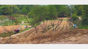 [화제의 분양현장]그린벨트 해제 기대감 ‘쑥쑥’… 하남토지시장 훈풍 ‘솔솔’ 