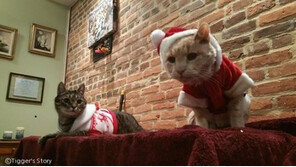 버려진 21살 고양이의 버킷리스트