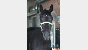 국산 최고 암말 ‘리벤지 매치’…피노누아 2연승 유력