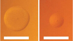박테리아 6분의 1 염기쌍 가진 ‘최소 인공생명체’ 탄생