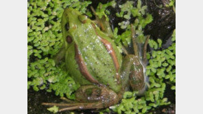 DMZ ‘금개구리?대벌레’ 보러 오세요