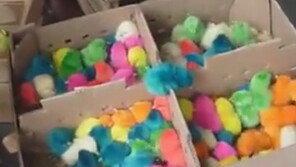 [영상] 김장하듯 염색되는 부활절 병아리들 ‘끔찍’ 