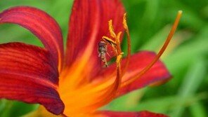 주목! 반려동물에게 위험한 화초 10가지