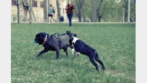 공원 '꼴불견 vs. 매너견'..'주인하기 나름'