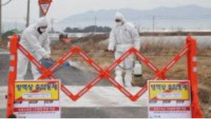 고병원성 AI 확진, 경기 이천 1만 900여 마리 오리 살처분…‘방역 조치’