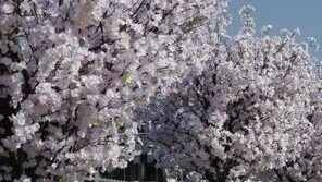 올해 ‘벚꽃 축제’는 어디서?…서울 내달 6일 개화