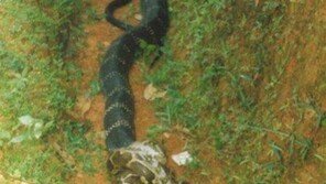 아나콘다를 이긴 킹코브라 ‘포착’