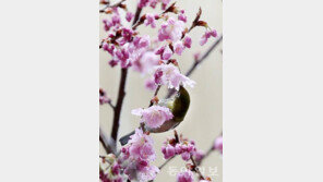 포근한 봄날씨… 전국 벚꽃 개화시기 보니