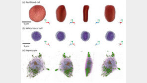 살아있는 세포를 입체영상으로?…국내연구진, 현미경 기술 개발
