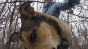 유기견, SNS 스타가 된 비결