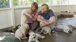 반려견과 함께 출근 시키면 생산성 향상 높아진다… ‘반대는?’