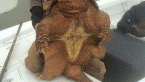 100살 넘는 대형 악어 거북 잡혀