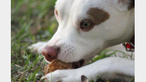"펫이 쥐약을 먹었어요"..'쥐약 응급대처법'