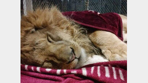 집에서 키우던 ‘맹수의 왕’ 사자, 동물원서 부적응 ‘불쌍’ 