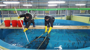 “반갑다 명태야!”… 토종 명태, 아쿠아리움에서 본다