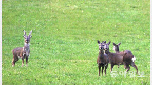 제주지역 대표하는 야생 노루의 운명은…