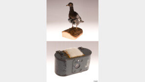 CIA가 공개한 비밀 촬영 비둘기