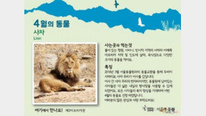 서울대공원, 4월의 동물 ‘사자’ 선정