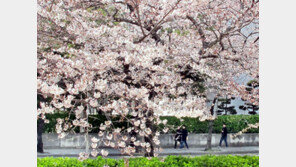 황홀한 벚꽃 자태