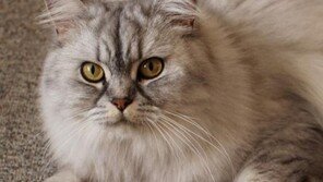 고양이 키우면 공격적인 사람이 된다? 英 연구