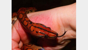 '이 동물 키운다면 월세든 전세든 안돼! 못 빌려줘!'