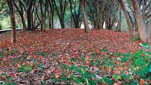 [남도&여수]예쁜 오솔길, 연인과 손잡고 걷기 좋죠 